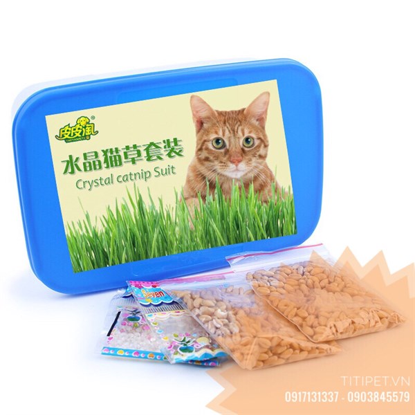 Hạt giống cỏ mèo (lúa mạch)