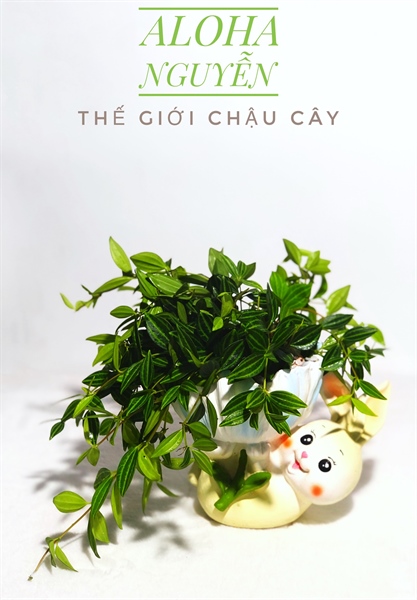 CHẬU THỎ VÀNG LỚN MIX BÌNH AN