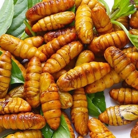 Nhộng tằm Đông lạnh 冷凍かいこ蛹 500g