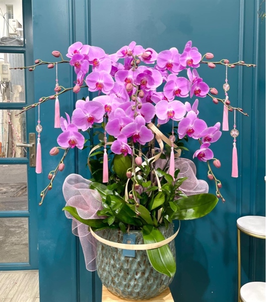 Chậu lan 9 hồ điệp hồng trang trí đơn giản