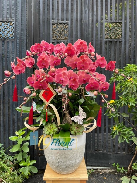 Chậu lan 10 hồ điệp đỏ trang trí đơn giản