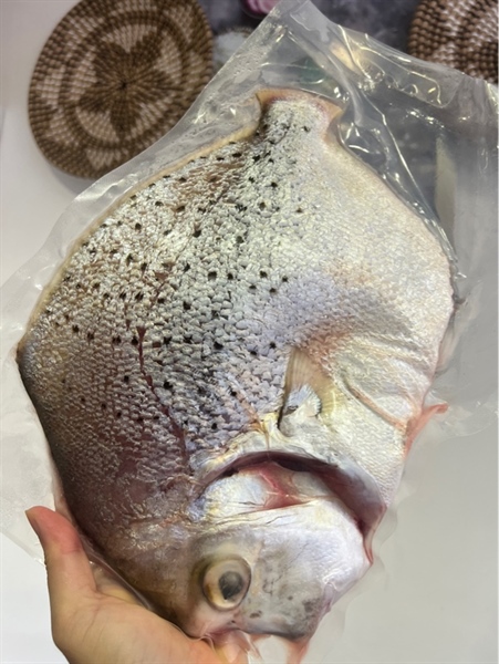 CÁ BÀN SA con lớn làm sạch