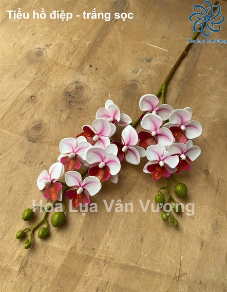 Tiểu hồ điệp - trắng sọc - Hồ điệp, lan - Hoa Lụa Vân Vượng