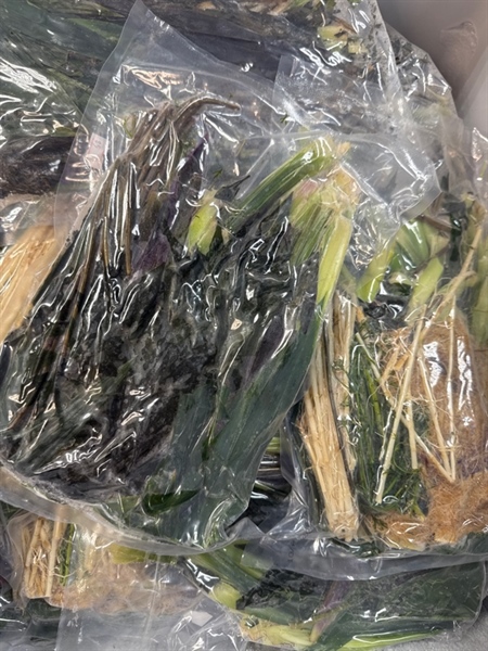 Set Nấu Nước Mát
