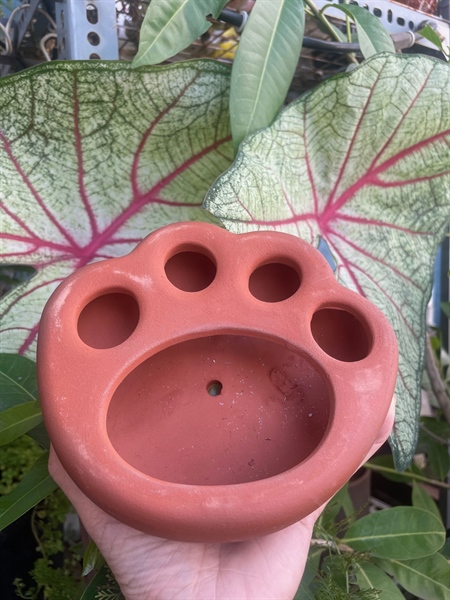 Chậu Đất Nung Chân Mèo