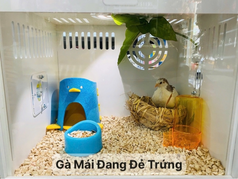 Gà Rutin Mái Đang Đẻ Trứng