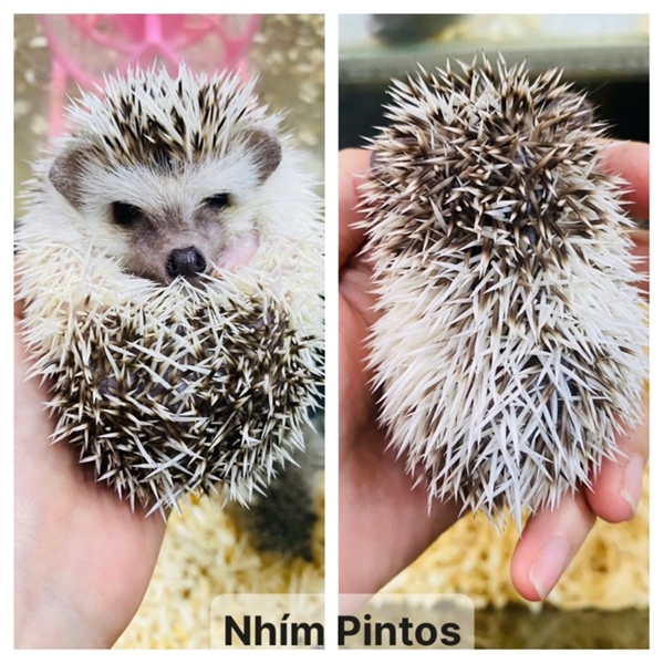 Nhím Kiểng Pintos
