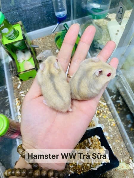 Hamster Winter White
