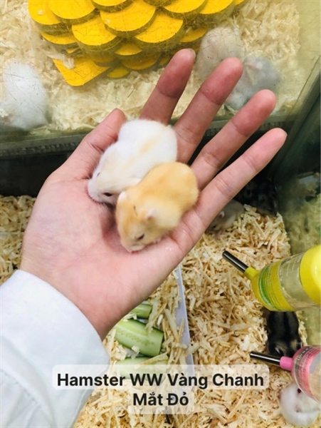 Hamster WW Vàng Chanh