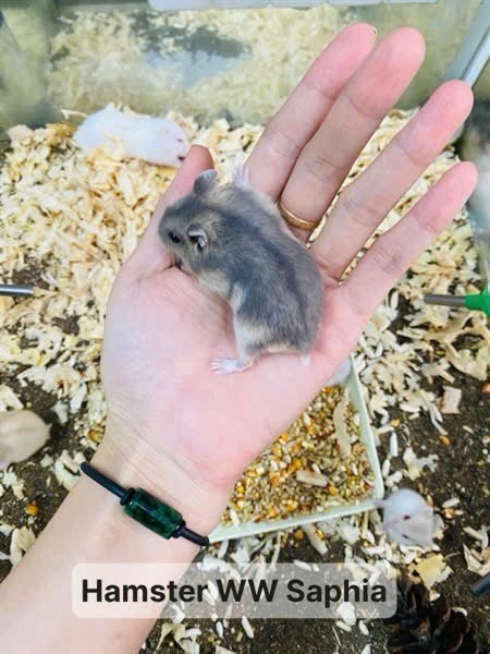 Hamster Winter White