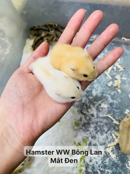 Hamster WW Bông Lan