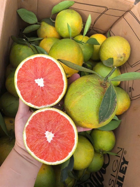 Cam VN ruột đỏ - Blood orange