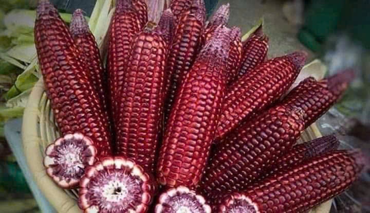 Bắp Nữ Hoàng - Corn