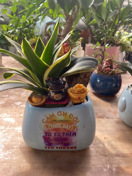 CHẬU XÉO MIX LƯỠI HỔ