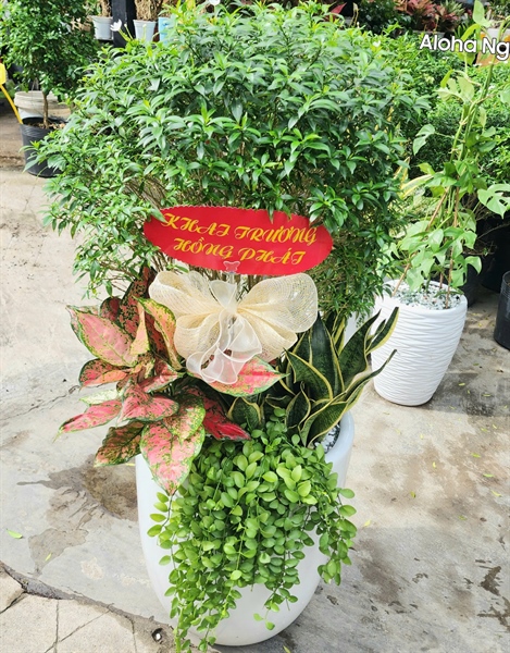 CHẬU BOM MIX MAI VẠN PHÚC