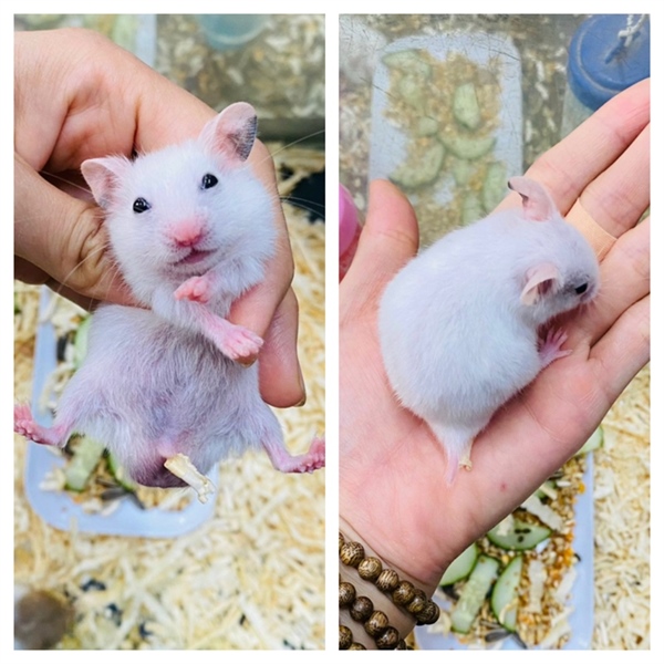 Hamster Bear
