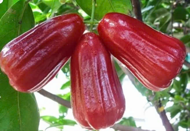 Roi Đỏ Cồ An Phước