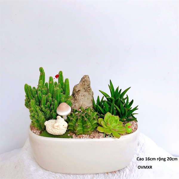 CHẬU OVAN MIX XƯƠNG RỒNG