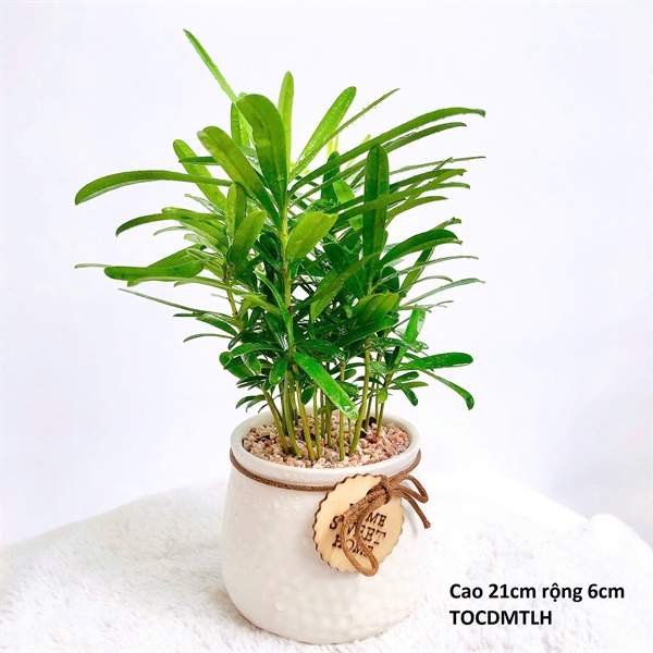 CHẬU TỔ ONG CÓ DÂY MIX TÙNG LA HÁN