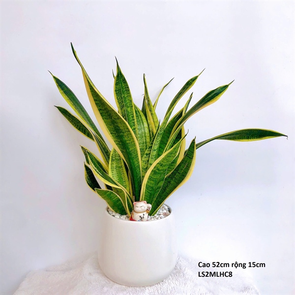 CHẬU LÊ S2 MIX LƯỠI HỔ