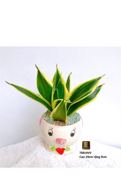 CHÂU THÚ MIX LƯỠI HỔ VIỀN VÀNG