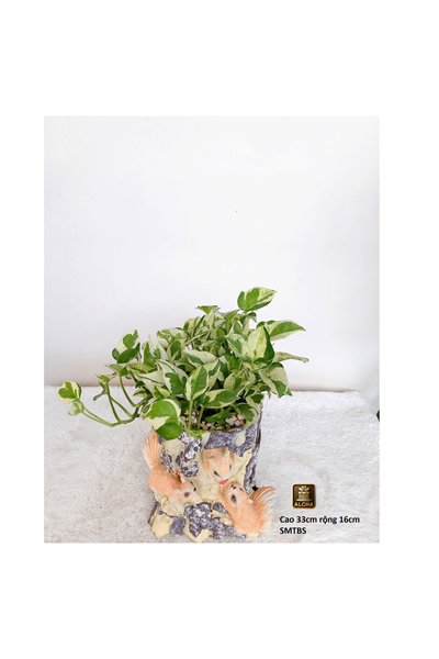 CHẬU SÓC MIX TRẦU BÀ SỮA