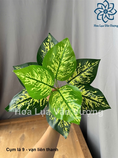Cụm lá 9 - vạn liên thanh - Lá cành ngắn - Hoa Lụa Vân Vượng