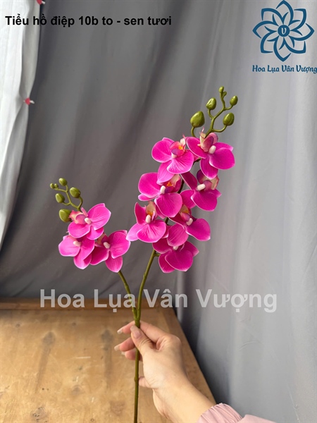 Tiểu hồ điệp 10b to - sen tươi - Hồ điệp, lan - Hoa Lụa Vân Vượng