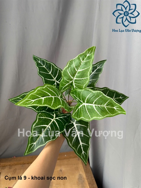 Cụm lá 9 - khoai sọc non - Lá cành ngắn - Hoa Lụa Vân Vượng