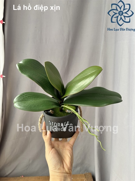 Lá hồ điệp xịn - Lá cành ngắn - Hoa Lụa Vân Vượng