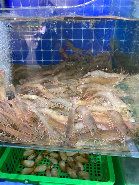 Tôm Rảo Tươi Sống