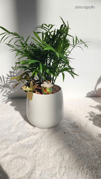 CHẬU LÊ S1 MIX CAU TIỂU TRÂM