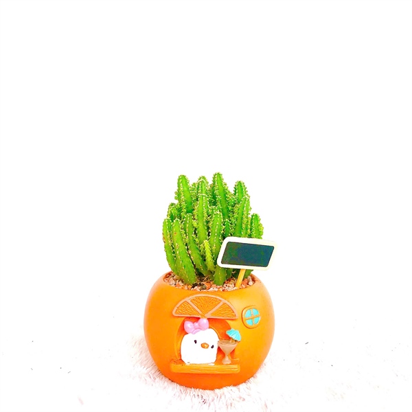 CHẬU NHÀ VỊT MIX XR THANH SƠN