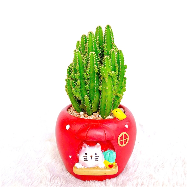 CHẬU NHÀ MÈO MIX XR THANH SƠN