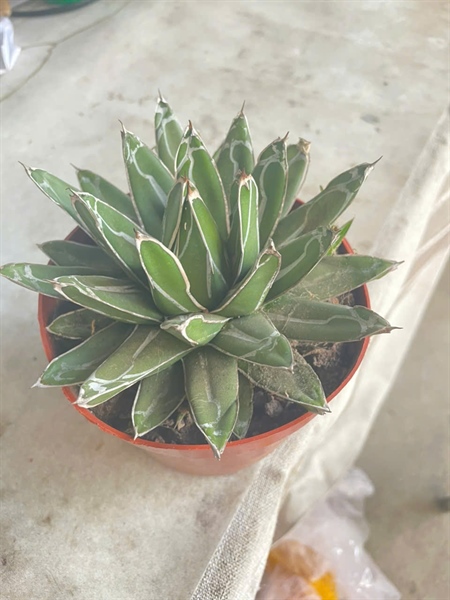 XƯƠNG RỒNG DỨA KIM CƯƠNG (THÙNG 15 CÂY)