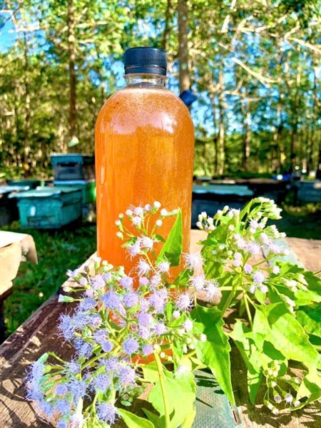 MẬT ONG HOA CỘNG SẢN