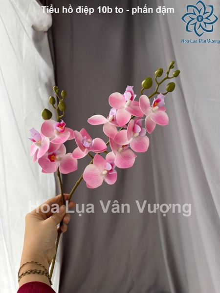 Tiểu hồ điệp 10b to - phấn đậm - Hồ điệp, lan - Hoa Lụa Vân Vượng