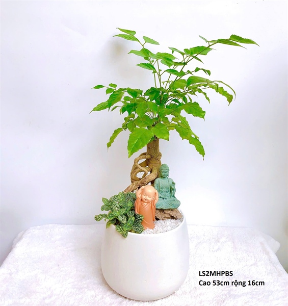 CHẬU LÊ S2 MIX HẠNH PHÚC BONSAI