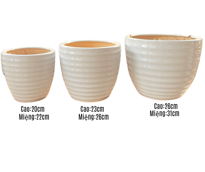 CHẬU KẺ TRẮNG
