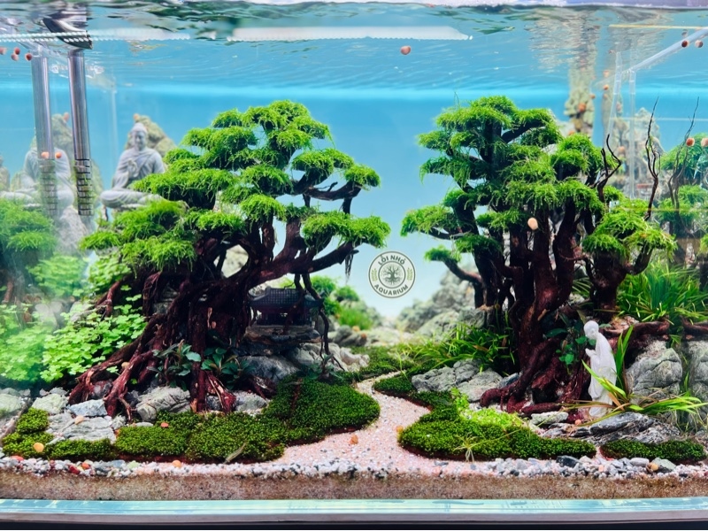 Hồ bonsai phật 60x40x40