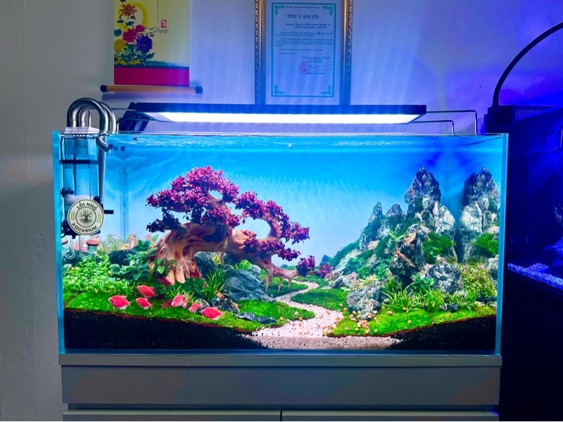 Hồ bonsai núi đá 90x45x45