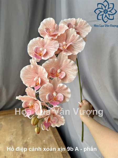 Hồ điệp cánh xoăn xịn 9b A - Phấn - Hồ điệp, lan - Hoa Lụa Vân Vượng