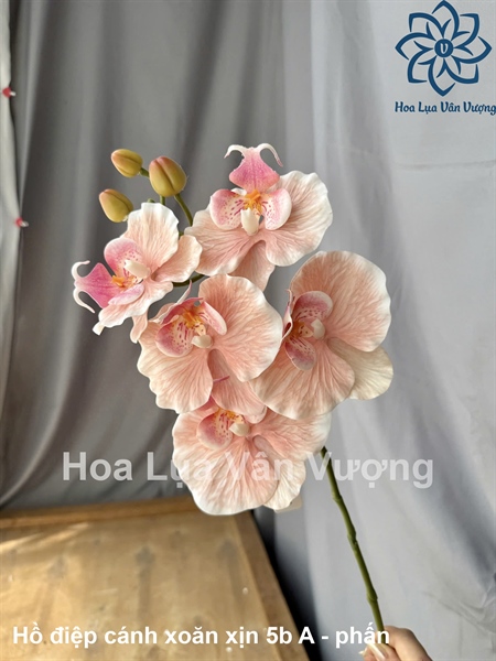 Hồ điệp cánh xoăn xịn 5b - Phấn - Hồ điệp, lan - Hoa Lụa Vân Vượng