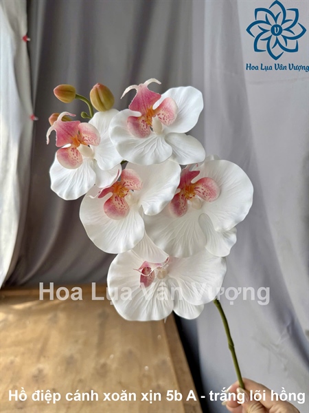 Hồ điệp cánh xoăn xịn 5b - Trắng lõi hồng - Hồ điệp, lan - Hoa Lụa Vân Vượng