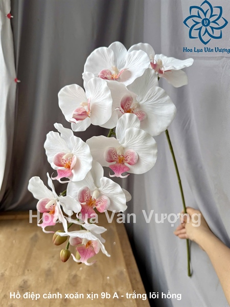 Hồ điệp cánh xoăn xịn 9b A - Trắng lõi hồng - Hồ điệp, lan - Hoa Lụa Vân Vượng