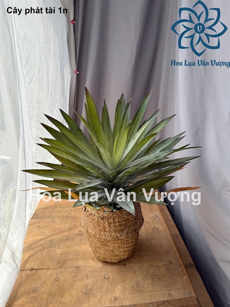 Cây phát tài 1n - Cây - Hoa Lụa Vân Vượng
