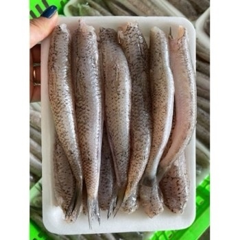 Cá bóng biển