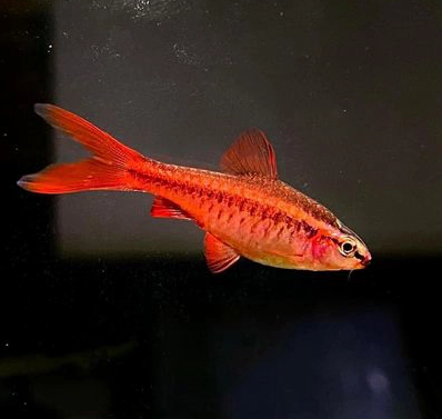 Diếc Anh Đào Vây Dài