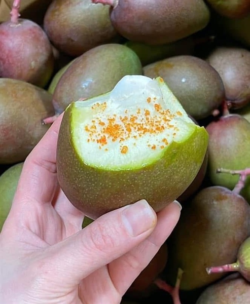 XOÀI BAO TỬ LOẠI TO