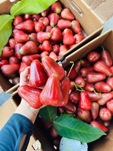 Mận Đỏ